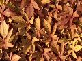 Sweet Caroline Bronze Sweet Potato Vine / Ipomoea batatas 